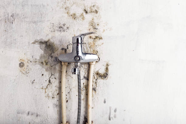 Best Home Mold Removal  in Marshall, TX