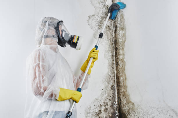 Best Best Mold Removal Companies  in Marshall, TX