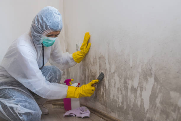 Best Mold Damage Repair  in Marshall, TX