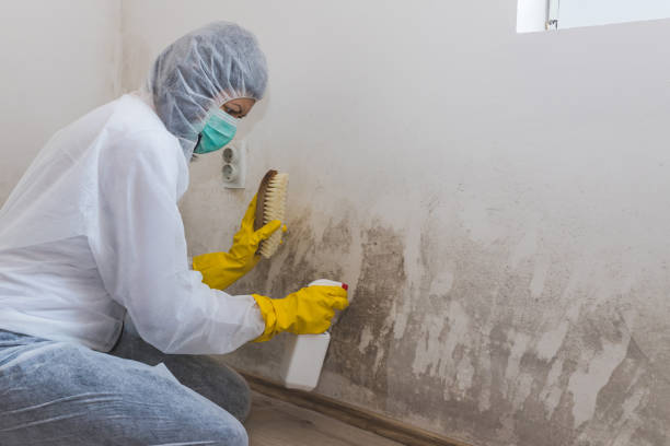 Best Professional Mold Removal  in Marshall, TX