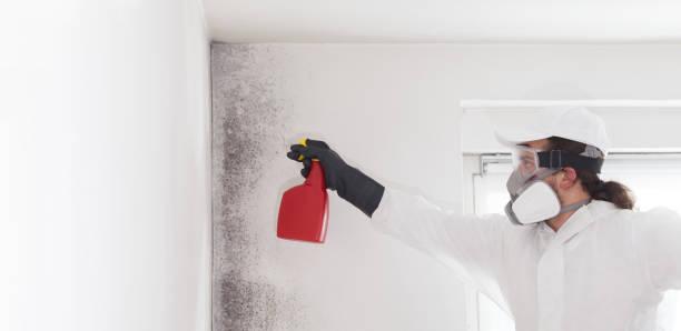 Trusted Marshall, TX Mold Removal Experts