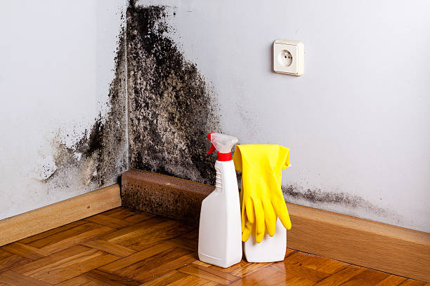 Best Certified Mold Removal  in Marshall, TX