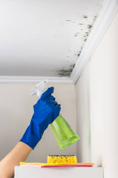 Best Office Mold Removal Services  in Marshall, TX